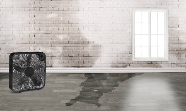 Best Carpet water damage restoration  in Marionville, MO